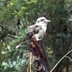 Dacelo novaeguineae (Laughing Kookaburra) at Bruce, ACT - 17 Jan 2024 by Hejor1