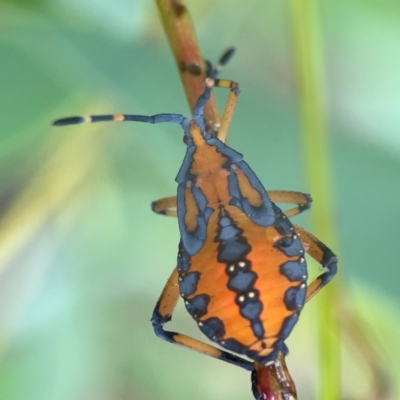 Amorbus alternatus (Eucalyptus Tip Bug) at Bruce Ridge - 17 Jan 2024 by Hejor1