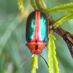 Calomela curtisi (Acacia leaf beetle) at Bruce, ACT - 17 Jan 2024 by Hejor1