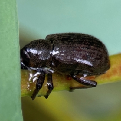 Curculionidae (family) (Unidentified weevil) at Bruce Ridge - 17 Jan 2024 by Hejor1