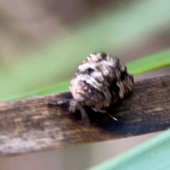 Asthenoptycha sphaltica and nearby species at Bruce, ACT - 17 Jan 2024