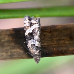 Asthenoptycha sphaltica and nearby species at Bruce, ACT - 17 Jan 2024