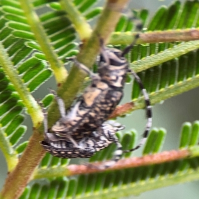 Ancita sp. (genus) (Longicorn or longhorn beetle) at Bruce, ACT - 17 Jan 2024 by Hejor1