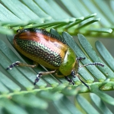 Calomela parilis (Leaf beetle) at Bruce, ACT - 17 Jan 2024 by Hejor1