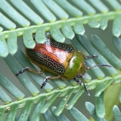 Calomela parilis at Bruce Ridge - 17 Jan 2024 04:39 PM