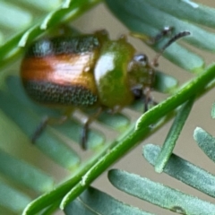 Calomela parilis at Bruce Ridge - 17 Jan 2024