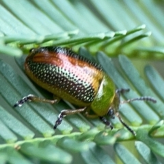 Calomela parilis at Bruce Ridge - 17 Jan 2024 04:39 PM