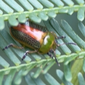 Calomela parilis at Bruce Ridge - 17 Jan 2024 04:39 PM