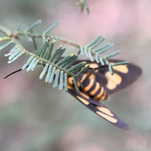 Amata (genus) at Bruce Ridge - 17 Jan 2024