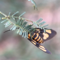 Amata (genus) at Bruce Ridge - 17 Jan 2024