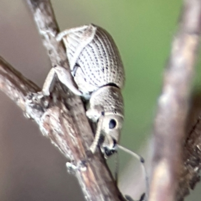 Merimnetes oblongus (Radiata pine shoot weevil) at Bruce, ACT - 17 Jan 2024 by Hejor1