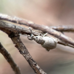 Merimnetes oblongus at Bruce Ridge to Gossan Hill - 17 Jan 2024