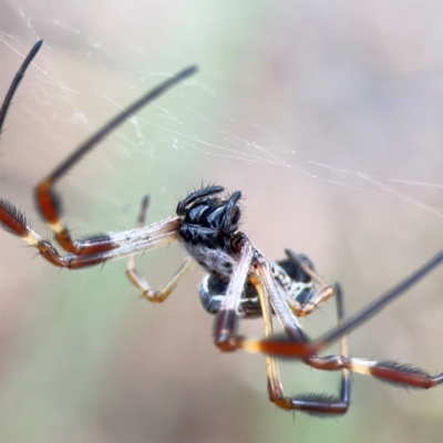 Trichonephila edulis (Golden orb weaver) at Bruce, ACT - 17 Jan 2024 by Hejor1