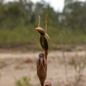 Orthoceras strictum at Mundamia, NSW - 16 Jan 2024