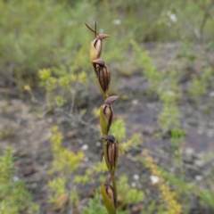 Orthoceras strictum at Mundamia, NSW - 16 Jan 2024