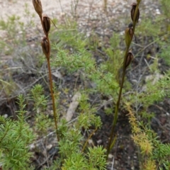 Orthoceras strictum at Mundamia, NSW - 16 Jan 2024