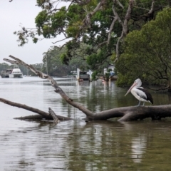 Pelecanus conspicillatus (Australian Pelican) at Woollamia, NSW - 17 Jan 2024 by AniseStar