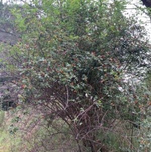 Rosa canina at Tuggeranong Creek to Monash Grassland - 14 Jan 2024 07:27 AM