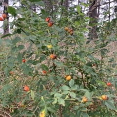 Rosa canina at Tuggeranong Creek to Monash Grassland - 14 Jan 2024 07:27 AM