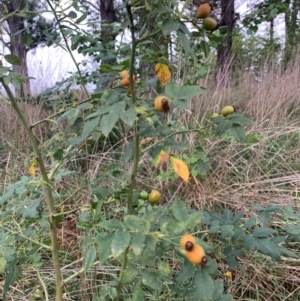 Rosa canina at Tuggeranong Creek to Monash Grassland - 14 Jan 2024