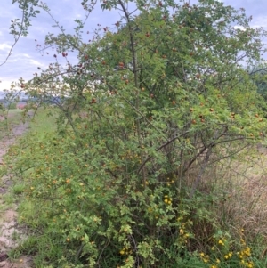 Rosa canina at Tuggeranong Creek to Monash Grassland - 14 Jan 2024 07:27 AM