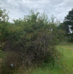 Rosa canina at Tuggeranong Creek to Monash Grassland - 14 Jan 2024