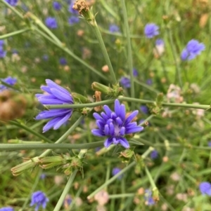 Cichorium intybus at Tuggeranong Creek to Monash Grassland - 14 Jan 2024 07:26 AM