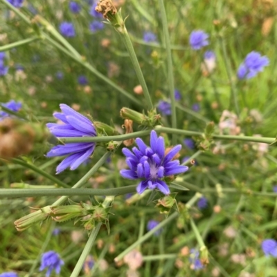 Cichorium intybus (Chicory) at Monash, ACT - 13 Jan 2024 by MattS