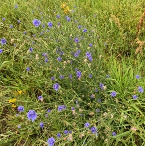 Cichorium intybus at Tuggeranong Creek to Monash Grassland - 14 Jan 2024 07:26 AM