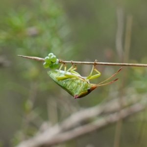 Cuspicona sp. (genus) at Mundamia, NSW - 16 Jan 2024