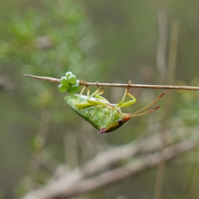 Cuspicona sp. (genus) at Mundamia, NSW - 16 Jan 2024 by RobG1