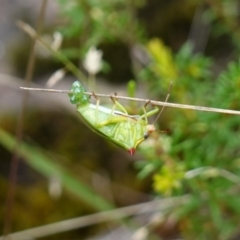 Cuspicona sp. (genus) at Mundamia, NSW - 16 Jan 2024