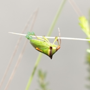 Cuspicona sp. (genus) at Mundamia, NSW - 16 Jan 2024