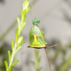 Cuspicona sp. (genus) at Mundamia, NSW - 16 Jan 2024