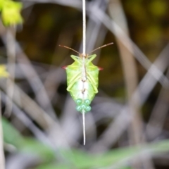 Cuspicona sp. (genus) at Mundamia, NSW - 16 Jan 2024