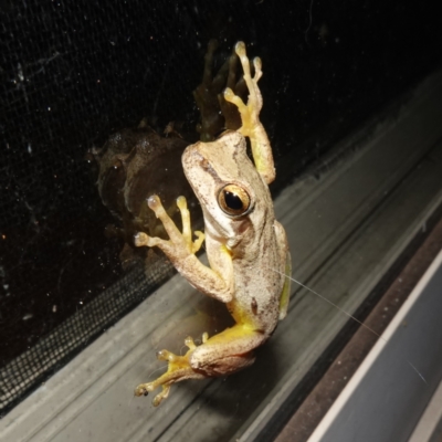 Litoria jervisiensis (Jervis Bay Tree Frog) by RobG1