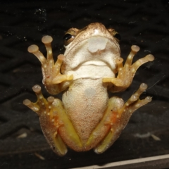 Litoria jervisiensis at suppressed - suppressed