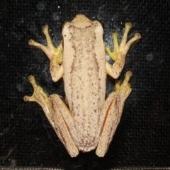 Litoria jervisiensis at suppressed - 16 Jan 2024