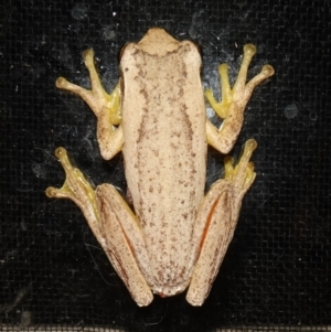 Litoria jervisiensis at suppressed - 16 Jan 2024