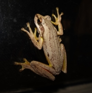 Litoria jervisiensis at suppressed - 16 Jan 2024