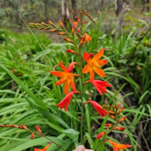 Crocosmia x crocosmiiflora at QPRC LGA - 17 Jan 2024