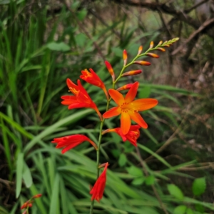 Crocosmia x crocosmiiflora at QPRC LGA - 17 Jan 2024