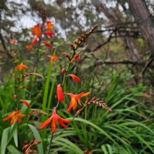 Crocosmia x crocosmiiflora at QPRC LGA - 17 Jan 2024