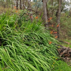 Crocosmia x crocosmiiflora at QPRC LGA - 17 Jan 2024