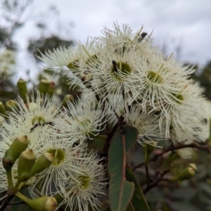 Corymbia gummifera at Beecroft Peninsula, NSW - 16 Jan 2024