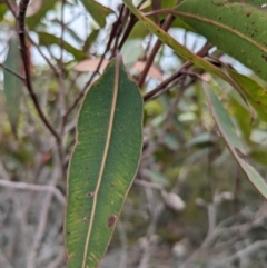 Corymbia gummifera at Beecroft Peninsula, NSW - 16 Jan 2024