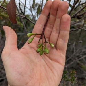 Corymbia gummifera at Beecroft Peninsula, NSW - 16 Jan 2024