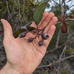 Corymbia gummifera at Beecroft Peninsula, NSW - 16 Jan 2024