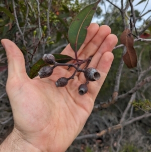 Corymbia gummifera at Beecroft Peninsula, NSW - 16 Jan 2024 03:18 PM