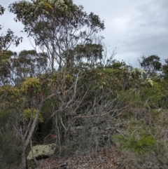 Corymbia gummifera at Beecroft Peninsula, NSW - 16 Jan 2024